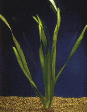 Vallisneria - Jungle - Medium - Bunch of 12 Vallisneria - Jungle - Medium - Bunch of 12